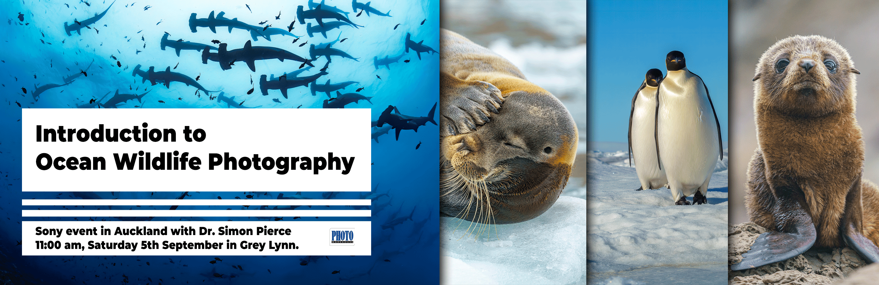 Auckland Event - Sony Talk: Introduction to Ocean Wildlife Photography