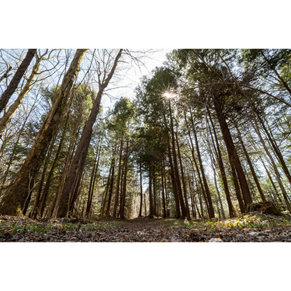 1019580_E.jpg - Sigma 16-28mm f/2.8 DG DN Contemporary Lens for Sony E - Image 5