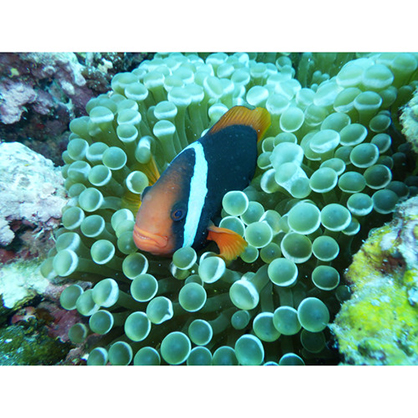 1019840_E.jpg - Ricoh WG-6 Digital Camera (Black) - Image 5