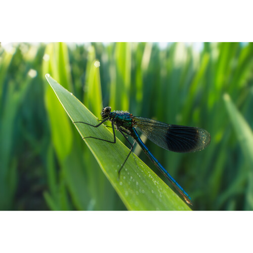 1024940_D.jpg - Laowa 15mm f/4.5 Macro Lens (Canon RF) - Image 4