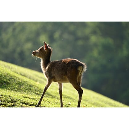 1018881_E.jpg - Nikon NIKKOR Z 100-400mm f/4.5-5.6 VR S Lens + $250 Cashback