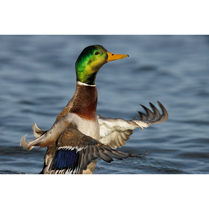 1020131_D.jpg - Canon RF 800mm F5.6 L IS USM Lens - Thumbnail 4