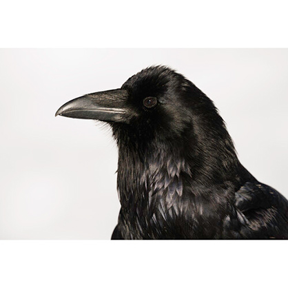 1020131_E.jpg - Canon RF 800mm F5.6 L IS USM Lens - Image 5