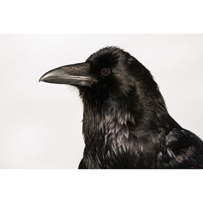 1020131_E.jpg - Canon RF 800mm F5.6 L IS USM Lens - Image 5