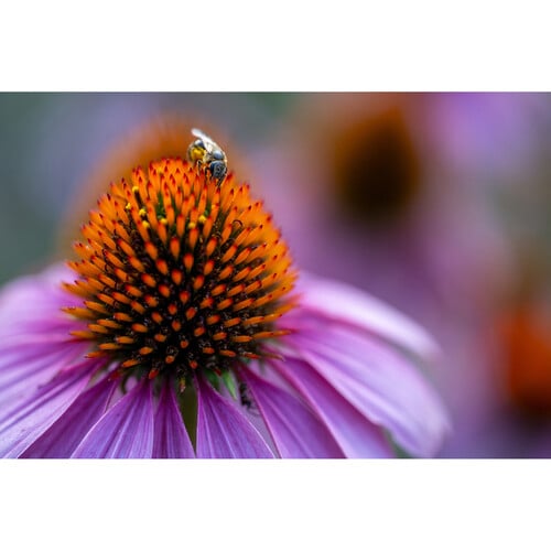 1023801_C.jpg - Tamron 90mm f/2.8 Di III VXD Macro Lens Sony E
