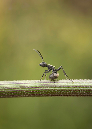 1024561_C.jpg - Kase Master Macro Plus Lens for Smartphone - Image 3