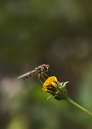 1024561_D.jpg - Kase Master Macro Plus Lens for Smartphone - Thumbnail 4