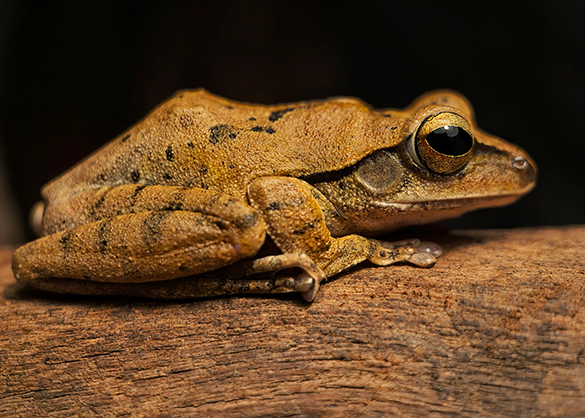 1024561_E.jpg - Kase Master Macro Plus Lens for Smartphone - Image 5