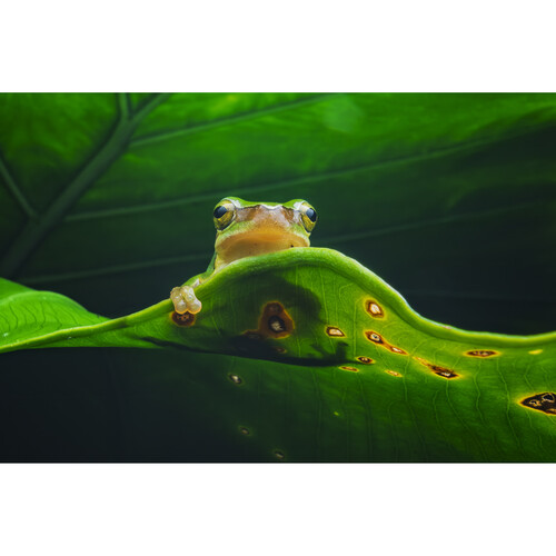 1024941_E.jpg - Laowa 15mm f/4.5 Macro Lens (L-Mount) - Image 5