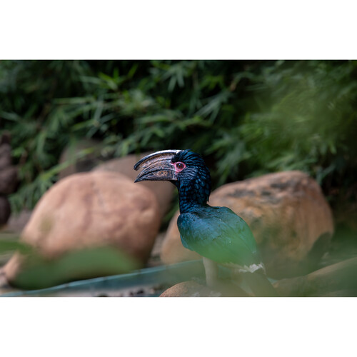 1025661_E.jpg - Laowa Sony FE 180mm f/4.5 1.5x Ultra-Macro APO Auto Focus Lens - Image 5