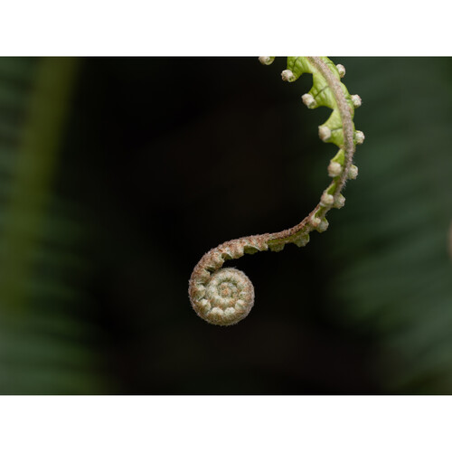 1020482_E.jpg - OM SYSTEM M.Zuiko Digital ED 90mm f/3.5 Macro IS PRO Lens - Image 5