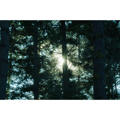 1024512_E.jpg - Sigma 16-300mm f/3.5-6.7 DC OS Contemporary Lens (L-Mount) - Image 5