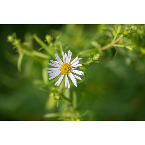 1025662_B.jpg - Laowa Nikon Z 180mm f/4.5 1.5x Ultra-Macro APO Auto Focus Lens - Image 2