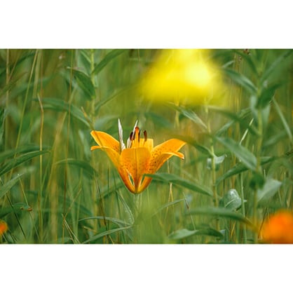 1018683_D.jpg - Sigma 150-600mm f/5-6.3 DG DN OS Sports Lens for L Mount - Thumbnail 4