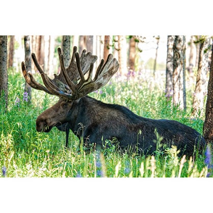 1018683_E.jpg - Sigma 150-600mm f/5-6.3 DG DN OS Sports Lens for L Mount - Image 5