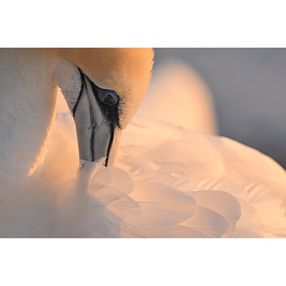 1019383_E.jpg - Nikon NIKKOR Z 800mm f/6.3 VR S Lens - Image 5