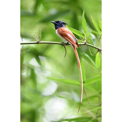 1021763_D.jpg - Nikon NIKKOR Z 600mm f/6.3 VR S Lens - Image 4