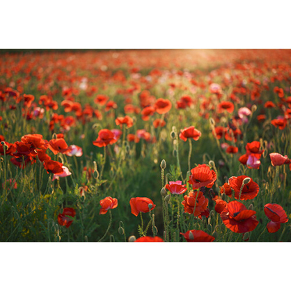 1023073_C.jpg - Sigma 28-45mm f/1.8 DG DN Art Lens (Sony E) - Thumbnail 3