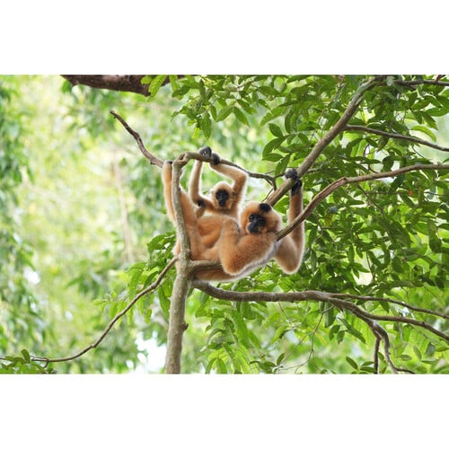 1024483_G.jpg - Sony FE 400-800mm f/6.3-8 G OSS Lens - Thumbnail 7