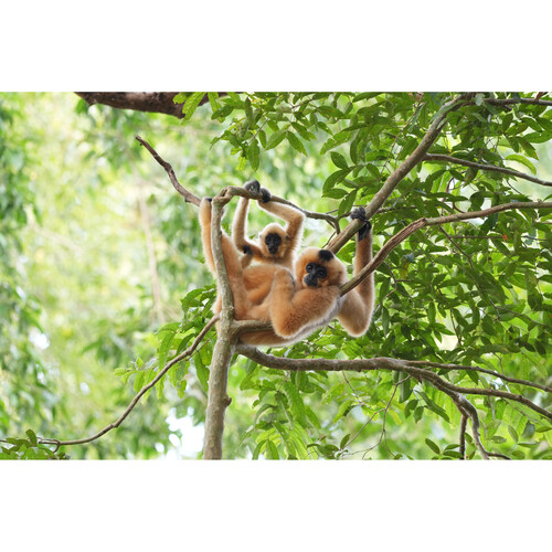 1024483_G.jpg - Sony FE 400-800mm f/6.3-8 G OSS Lens - Image 7