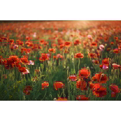 1023074_D.jpg - Sigma 28-45mm f/1.8 DG DN Art Lens (Leica L) - Thumbnail 4