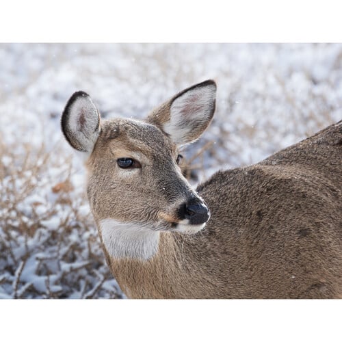 1024424_E.jpg - OM SYSTEM M.Zuiko Digital ED 100-400mm f/5-6.3 IS II Lens  + Bonus $200 Cashback - Thumbnail 5