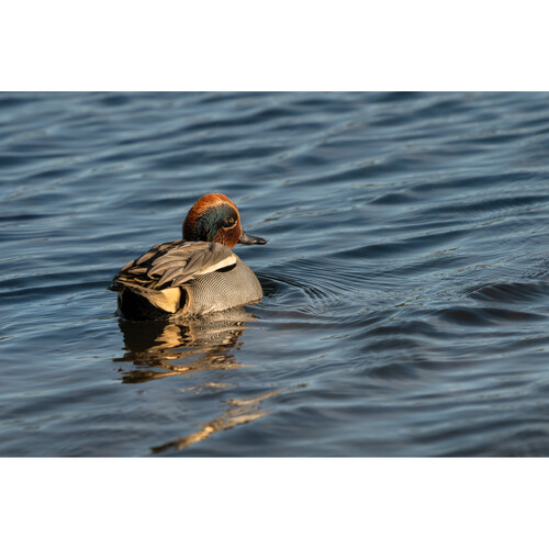 1024514_D.jpg - Sigma 300-600mm f/4 DG OS Sports Lens (Sony E) - Image 4