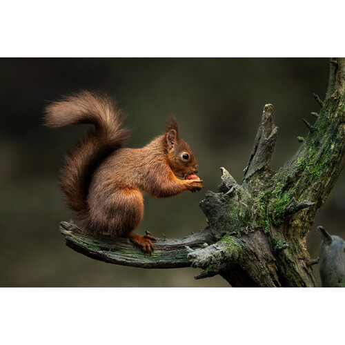 1024514_E.jpg - Sigma 300-600mm f/4 DG OS Sports Lens (Sony E) - Thumbnail 5