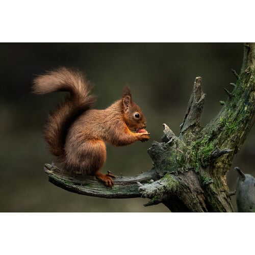 1024514_E.jpg - Sigma 300-600mm f/4 DG OS Sports Lens (Sony E) - Image 5