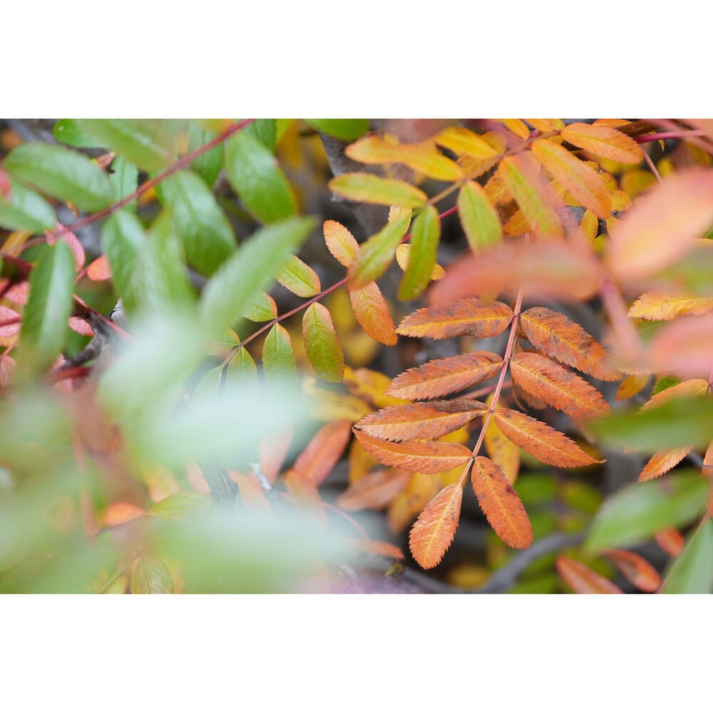 1026104_C.jpg - Sony FE 28-70mm f/3.5-5.6 OSS II Lens - Thumbnail 3