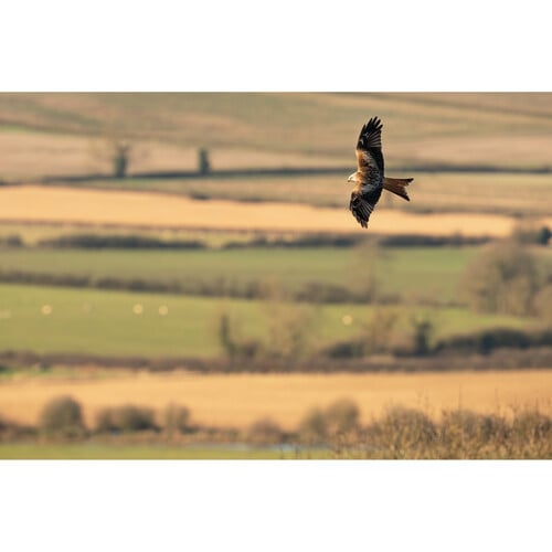 1024515_D.jpg - Sigma 300-600mm f/4 DG OS Sports Lens (L-Mount) - Image 4