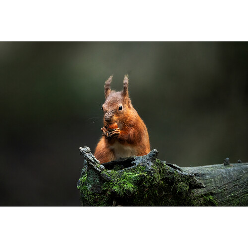 1024515_E.jpg - Sigma 300-600mm f/4 DG OS Sports Lens (L-Mount) - Image 5