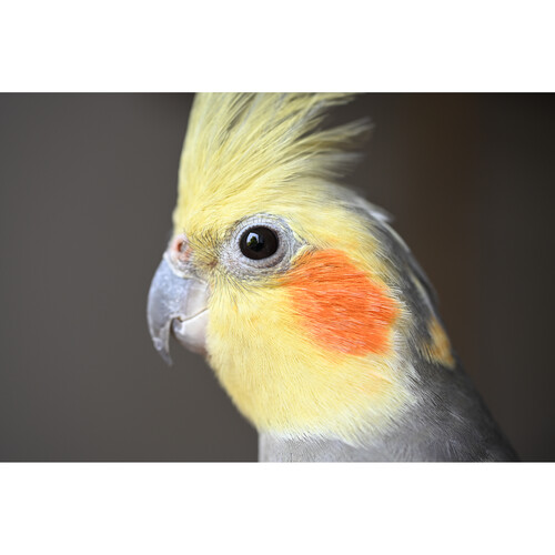 1025645_D.jpg - Nikon NIKKOR Z DX MC 35mm f/1.7 Lens (APS-C) - Image 4