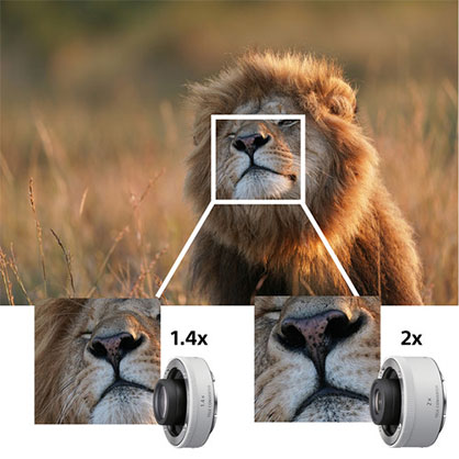 1015346_A.jpg - Sony FE 600mm f/4 GM OSS Lens - Image 1