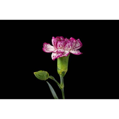 1018626_E.jpg - Godox MF12 Macro Flash - Image 5