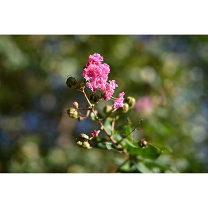 1020166_E.jpg - Nikon Z 40mm F2 Lens SE Special Edition - Thumbnail 5