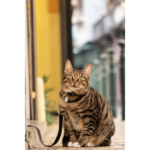 1022436_A.jpg - Panasonic Lumix S 28-200mm f/4-7.1 MACRO O.I.S. Lens - Thumbnail 1