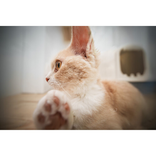 1025036_E.jpg - Laowa 12mm f/2.8 Lite Zero-D MF Lens (Canon RF, 5-Blade Aperture) - Image 5