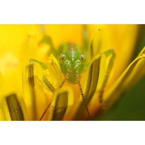 1025506_E.jpg - Sony FE 100mm f/2.8 Macro GM Lens - Thumbnail 5