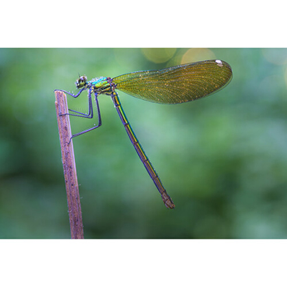 1019717_E.jpg - Laowa 90mm f/2.8 2x Ultra Macro APO Lens for Sony FE - Image 5