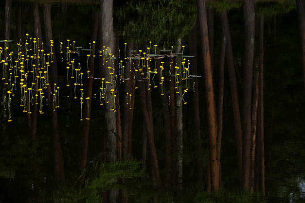 1020007_B.jpg - Tamron 70-300mm f/4.5-6.3 Di III RXD Lens Nikon Z - Image 2