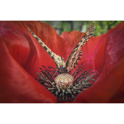 1024937_D.jpg - Laowa 15mm f/4.5 Macro Lens (Sony FE, Auto-Aperture) - Thumbnail 4