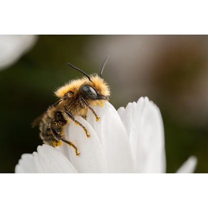 1019718_D.jpg - Laowa 90mm f/2.8 2x Ultra Macro APO Lens for Canon RF - Thumbnail 4