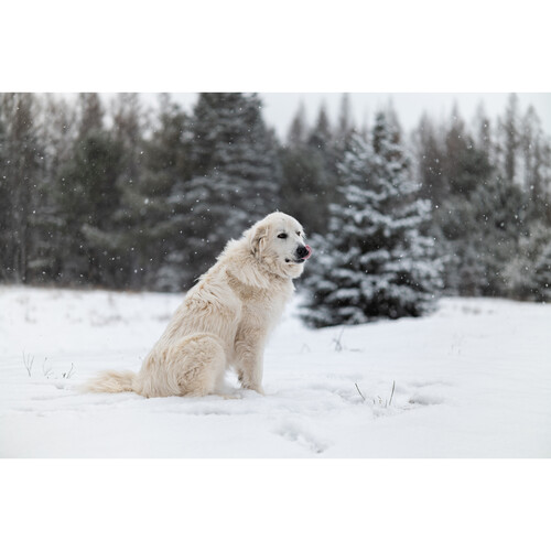 1022538_D.jpg - Sigma 50mm f/1.2 DG DN Art Lens (Leica L) - Thumbnail 4