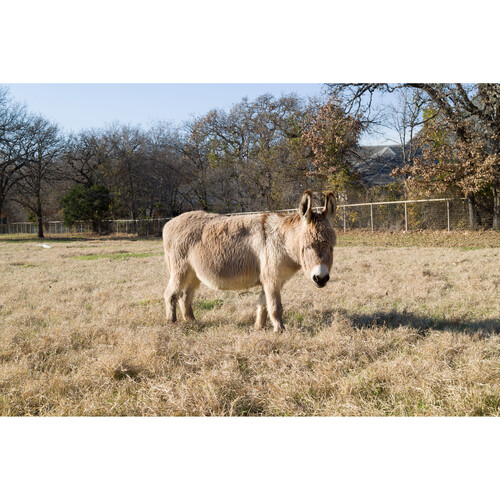 1024508_E.jpg - Sigma BF Mirrorless Camera (Black) - Image 5