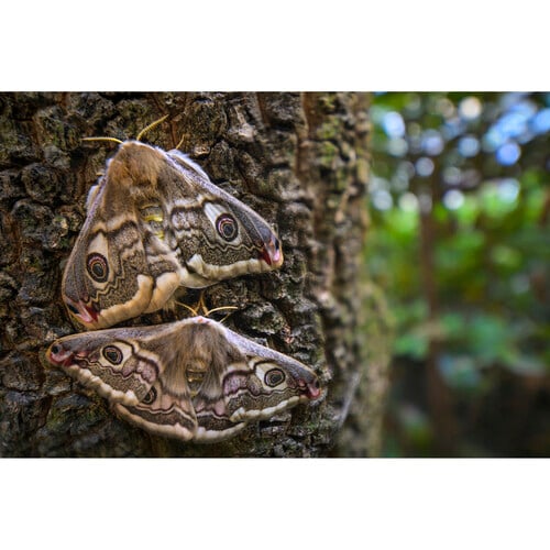 1024938_C.jpg - Laowa 15mm f/4.5 Macro Lens (Nikon Z, Auto-Aperture) - Thumbnail 3