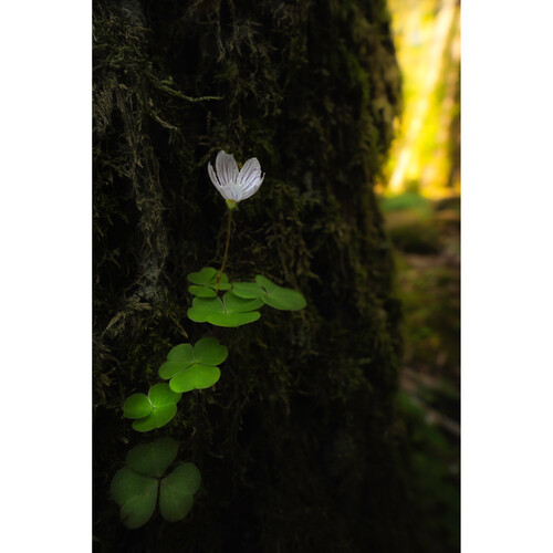 1024938_E.jpg - Laowa 15mm f/4.5 Macro Lens (Nikon Z, Auto-Aperture) - Image 5