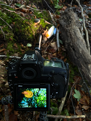 1019559_E.jpg - Laowa 24mm T14 2x PeriProbe Lens Nikon FX Mount