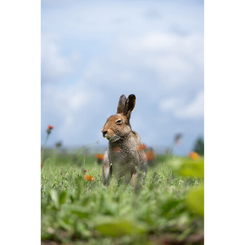 1023499_D.jpg - Tamron 50-400mm f/4.5-6.3 Di III VC VXD Lens Nikon Z - Thumbnail 4