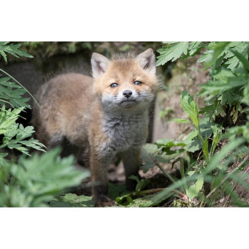 1023499_E.jpg - Tamron 50-400mm f/4.5-6.3 Di III VC VXD Lens Nikon Z - Thumbnail 5